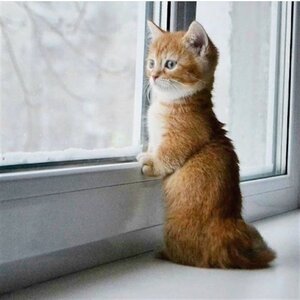 cat watching birds.jpg