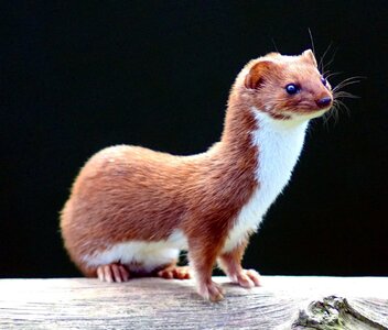 Mustela_nivalis_-British_Wildlife_Centre-4.jpg