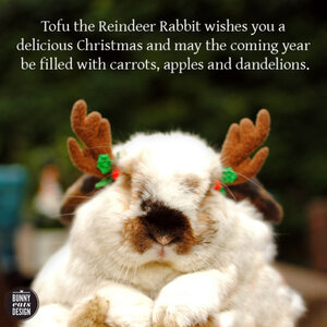 merry christmas bunny.jpg