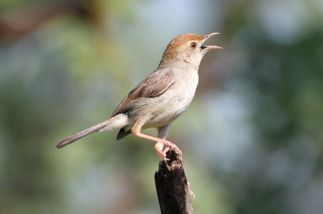 Neddicky,_or_piping_cisticola,_Cisticola_fulvicapilla_at_Pilanesberg_National_Park,_Northwest_...jpg