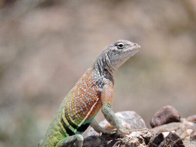 Earless_lizard.jpg