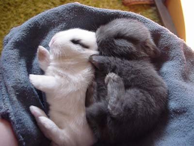 Baby%20Bunny%20Rabbits%20Black%20and%20White.jpg