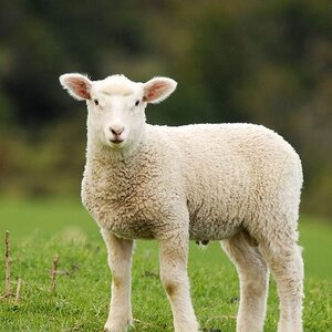 Young-Lamb.jpg