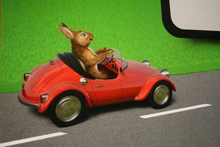 bunny driving.jpg