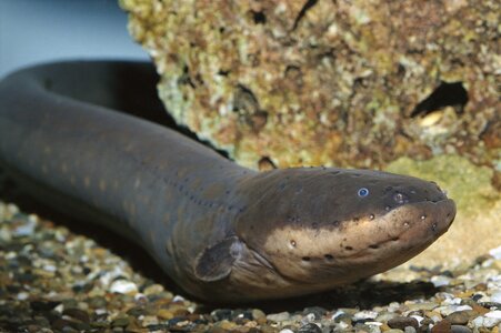 electric-eel_3x2.jpg