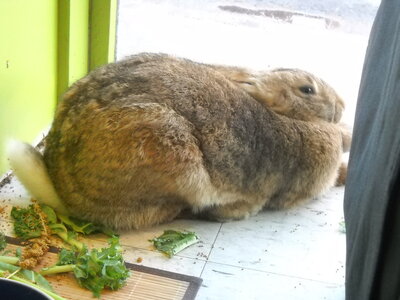 fat bunny.jpg