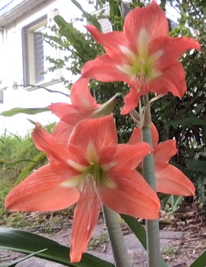 Amaryllis #1.png