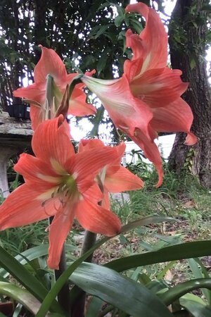 Amaryllis #2.jpg