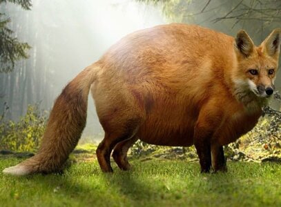 fat red fox-610x450.jpg