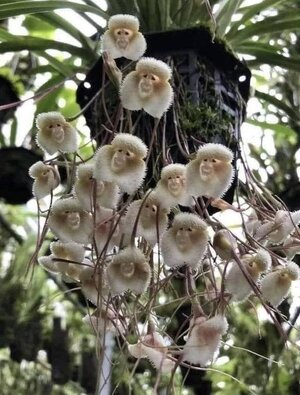 Monkey faced orchids.jpg