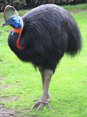 cassowary-768x1024.jpg