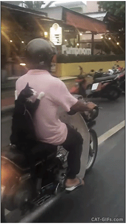 catbiker.gif