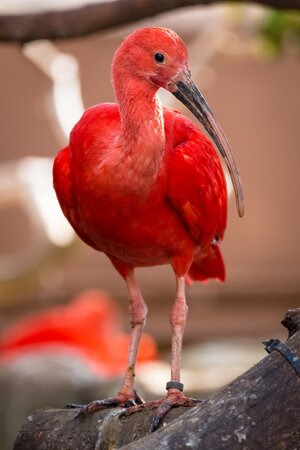 Oceanografic_Scarlet_Ibis_02.jpg
