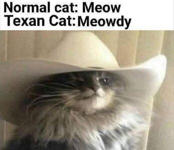 Texas cat.jpg