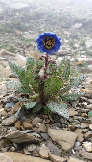Himalayan Blue Poppy.jpg