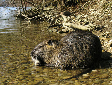 Myocastor_coypus_02.jpg
