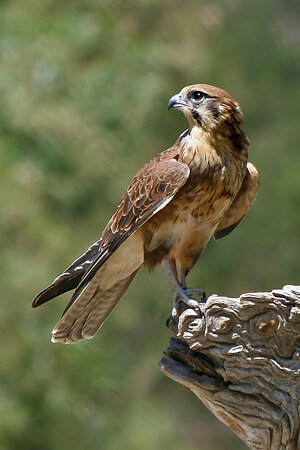 640px-Brown-Falcon,-Vic,-3.1.2008.jpg