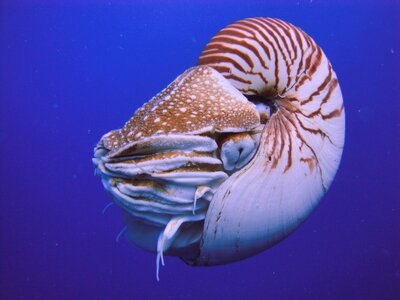Nautilus_Palau.jpeg.jpg