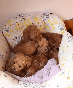 lilpups.gif