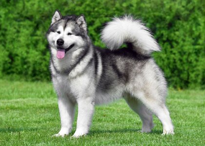 Alaskan-Malamute-sled-dog.jpg