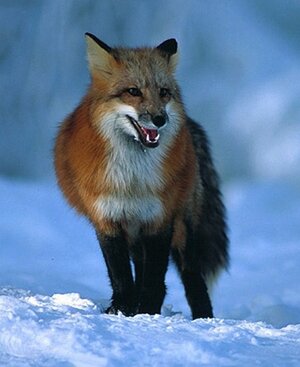 Red-Fox-in-Snow.jpeg.jpg