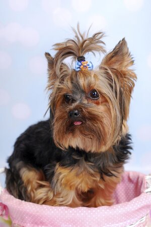 licensed-image (19).jpg