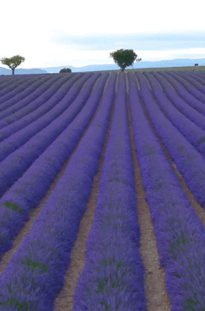 Lavender  Fields  In  Turkey.gif