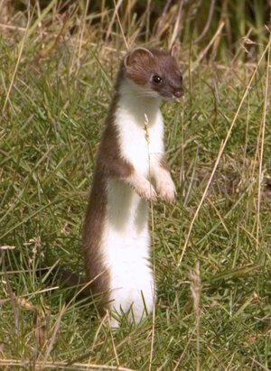 Mustela_erminea_upright.jpg