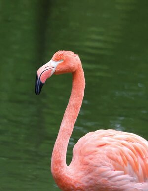 caribbean-flamingo-01-01.jpg