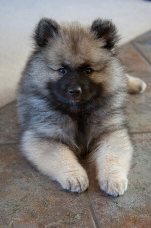 A_puppy_from_Keeshond.jpg