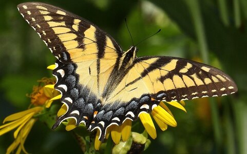Yellow-Monarch-Butterfly.jpg