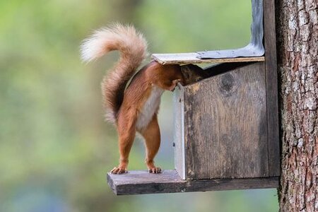 squirrel-nature-photos-1537973822.jpg