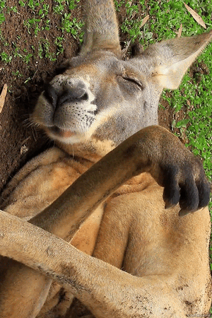 kangaroo.gif