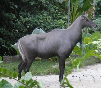 Nilgai.jpg