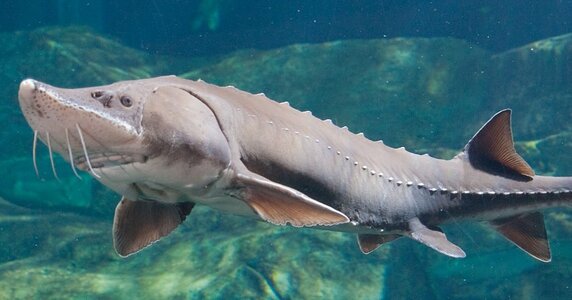 cropped-ID_LakeSturgeon_1200x490.jpg