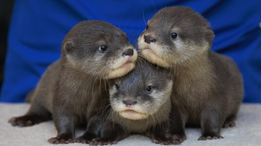 4a70b26d-b2cd-4f6d-b1e7-3e990ee6ad54-medium16x9_Otterpups.jpg