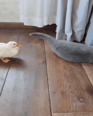 CatDuck.gif