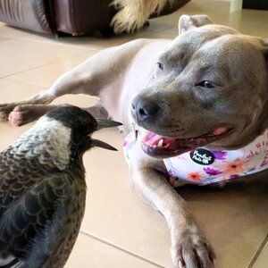 dog and bird 1.jpg