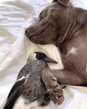 dog and bird 2.jpg