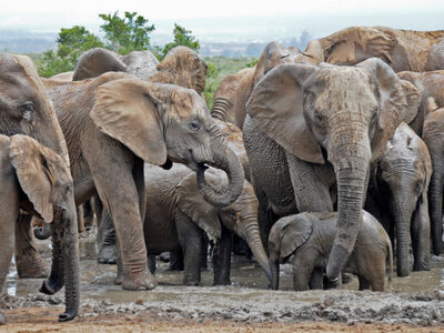 1-African-elephants-at-a-watering-hole-in-Addo-Elephant-Park-560x420.jpg