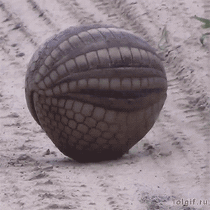 Armadillo.gif