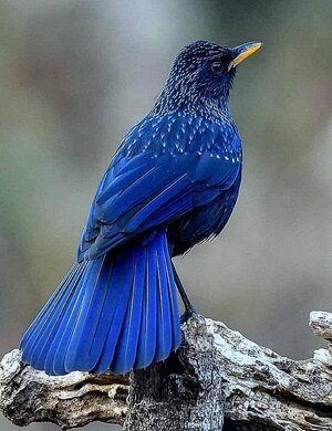 Blue Whistling  Thrush  From  India.jpg
