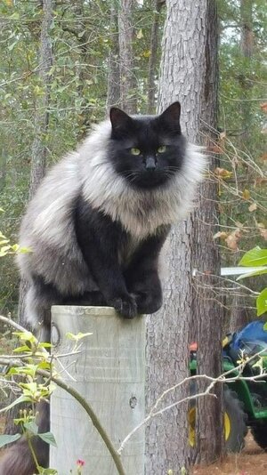 BlackSmokeNorwegianForestCat.jpg