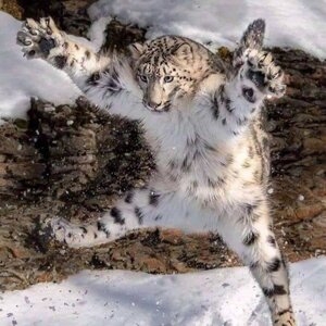 Snow Leopard.jpg