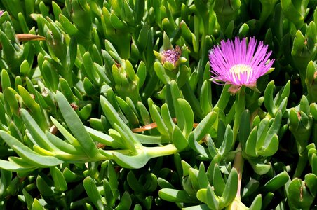 Plant,Pigface_კარპობროტუსი.JPG