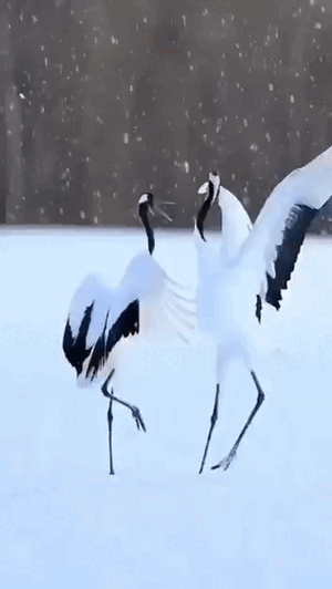Japanese  Cranes.gif