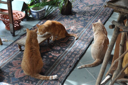 Norbu. memmy and EB .JPG