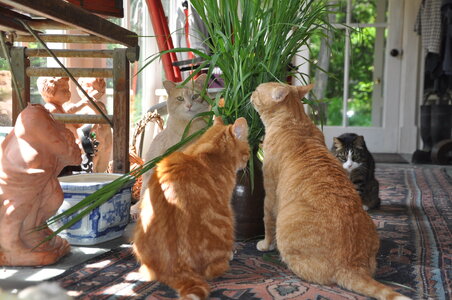 Cat Grass 2.jpg