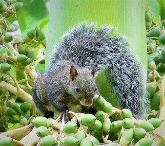 Yucatan_gray_squirrel.jpg
