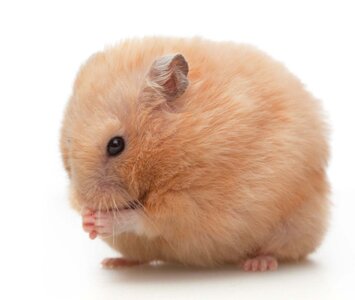 teddy-bear-hamster.jpg